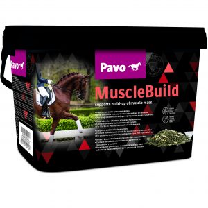 Pavo Muscle build